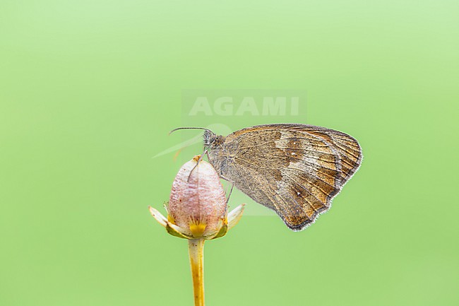 Gatekeeper, Oranje zandoogje, Pyronia tithonus stock-image by Agami/Wil Leurs,