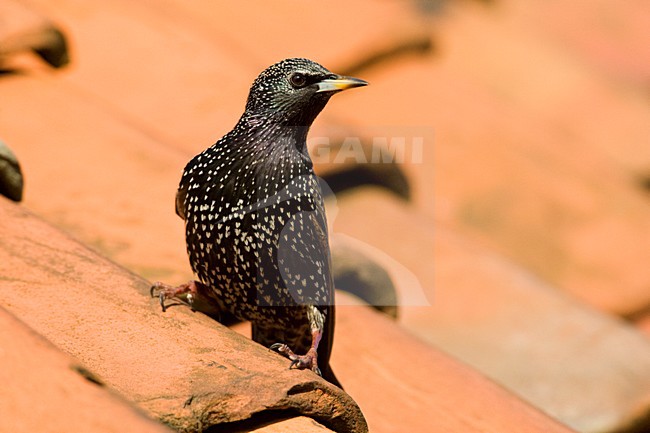 Spreeuw zittend op een dak; Common Starling perched on a roof stock-image by Agami/Marc Guyt,