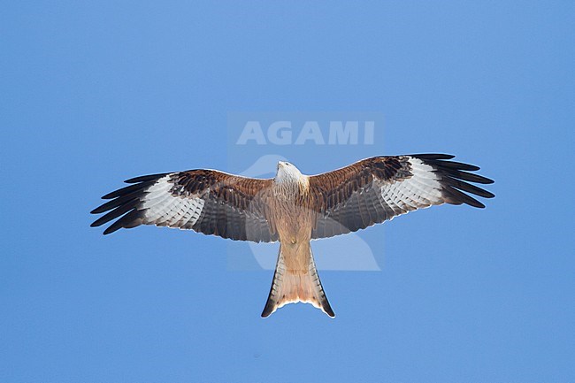 Red Kite - Rotmilan - Milvus milvus, Germany, adult stock-image by Agami/Ralph Martin,