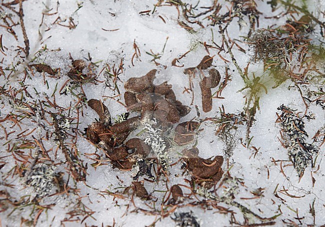 Hazelhoen uitwerpselen, Hazel Grouse droppings stock-image by Agami/Markus Varesvuo,