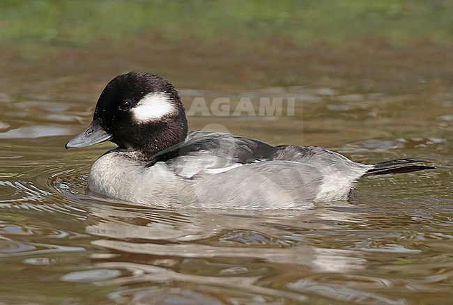 Bufflehead (Bucephala albeola), adult male in eclips swimming in captivity, seen from the side. stock-image by Agami/Fred Visscher,