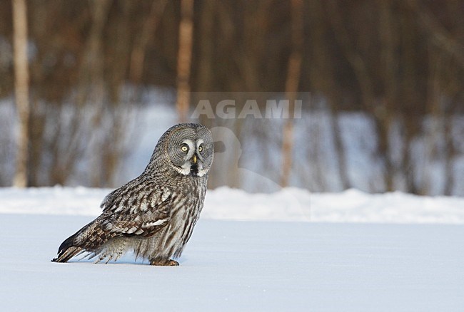 Laplanduil zittend in de sneeuw; Great Grey Owl perched in the snow stock-image by Agami/Markus Varesvuo,