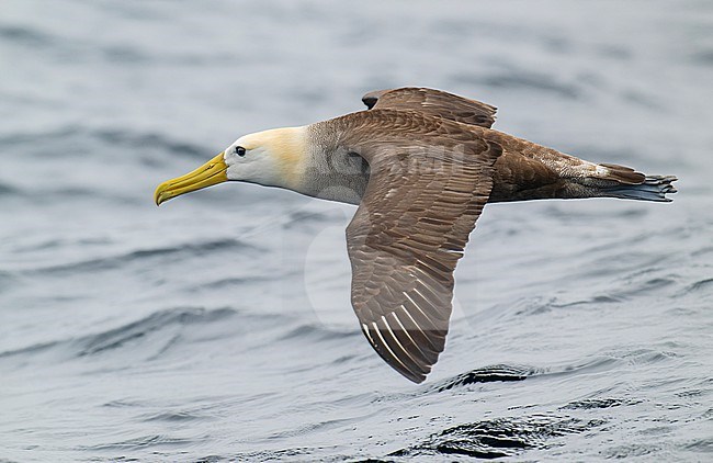 Critically endangered Waved Albatross (Phoebastria irrorata) in flight close to the water surface, Pucusana, Peru, South-America. stock-image by Agami/Steve Sánchez,