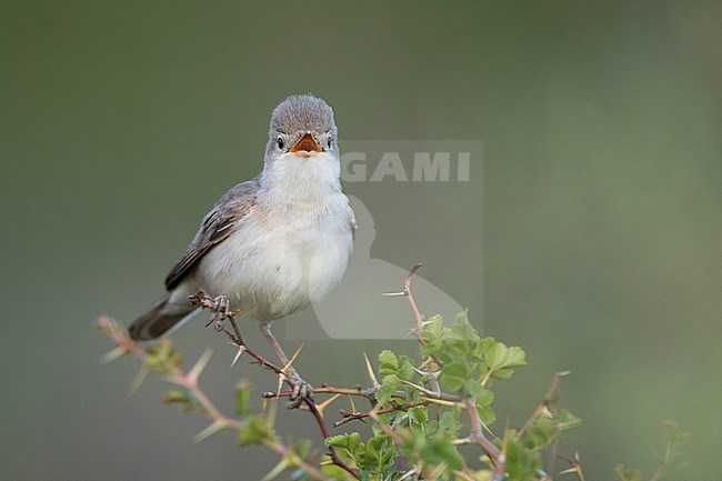 Upchers Warbler - Dornspötter - Hippolais languida, Kyrgyzstan stock-image by Agami/Ralph Martin,