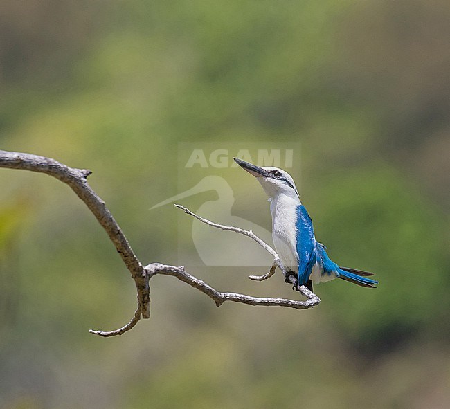 Critically endangered Marquesan kingfisher (Todiramphus godeffroyi), endemic to French Polynesia. Also known as Marquesas kingfisher. stock-image by Agami/Pete Morris,