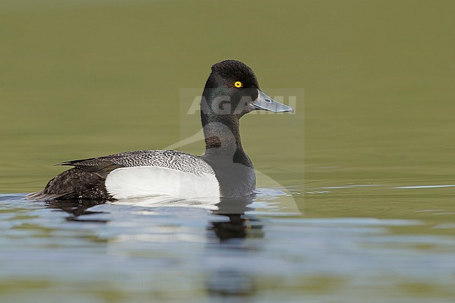 Adult male Lesser Scaup (Aythya affinis) swimming in Lake Tunkwa, British Columbia in Canada. stock-image by Agami/Brian E Small,