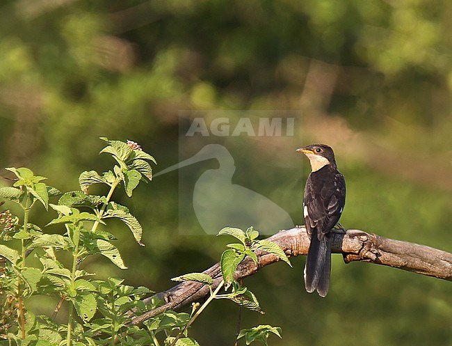 Juvenile Jacobin Cuckoo (Clamator jacobinus) perched. Also known as Pied Cuckoo. stock-image by Agami/Andy & Gill Swash ,