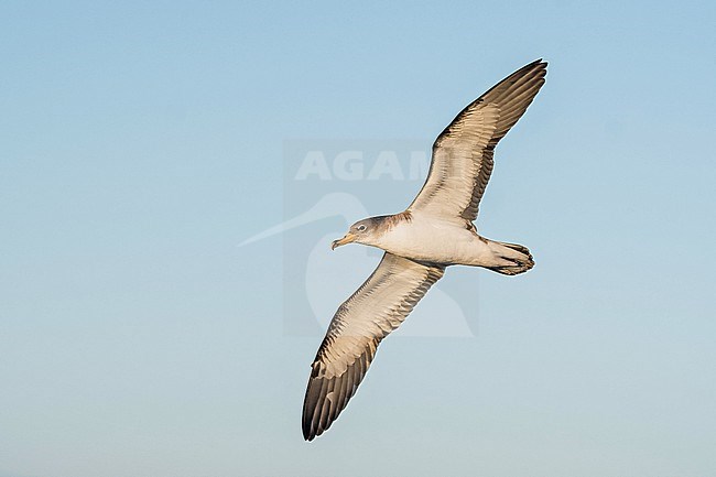 Cory's shearwater (Calonectris borealis) on the Azores archipelago, Portugal. stock-image by Agami/Pete Morris,