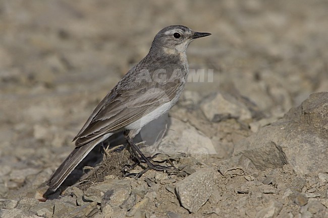 Water Pipit perched on rock; Waterpieper zittend op rots stock-image by Agami/Daniele Occhiato,