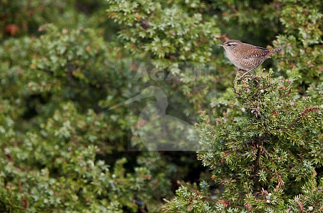 Winterkoning zittend op tak, Winter Wren perched on branch stock-image by Agami/Markus Varesvuo,