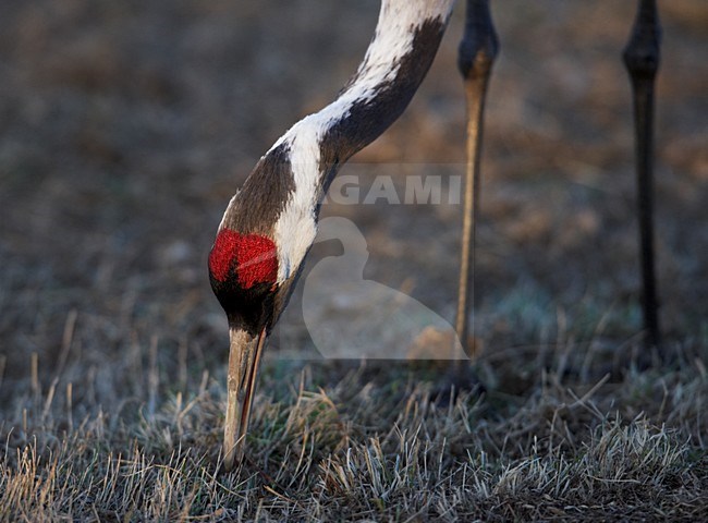 Kraanvogel close-up; Common Crane close up stock-image by Agami/Markus Varesvuo,