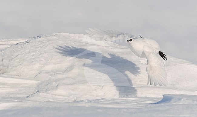 Ptarmigan male (Lagopus mutus) Utsjoki March 2017 stock-image by Agami/Markus Varesvuo,