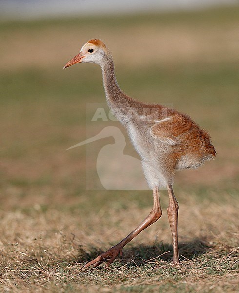 Florida Sandhill Crane, Grus canadensis pratensis, chick in Florida USA stock-image by Agami/Helge Sorensen,