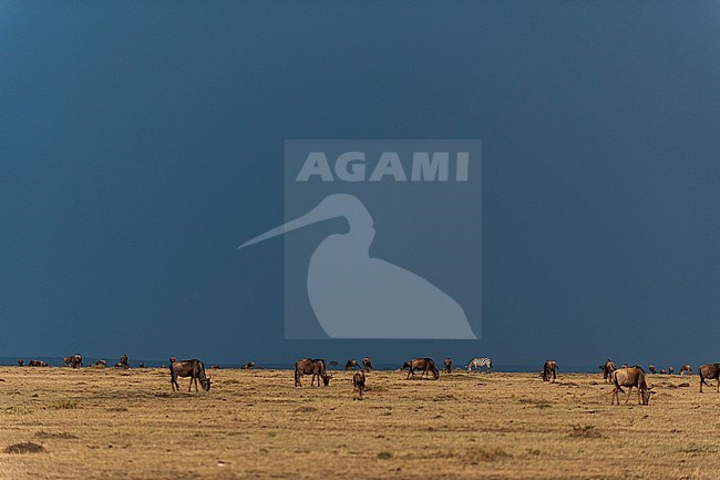 A herd of wildebeests, Connochaetes taurinus, grazing. Masai Mara National Reserve, Kenya. stock-image by Agami/Sergio Pitamitz,