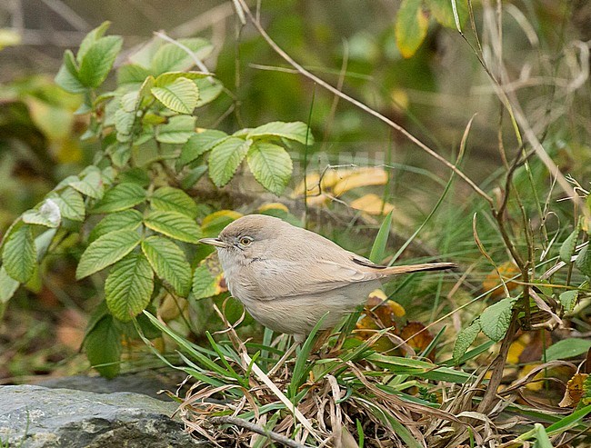 Asian Desert Warbler (Sylvia nana) as a vagrant on Terschelling, Netherlands stock-image by Agami/Edwin Winkel,