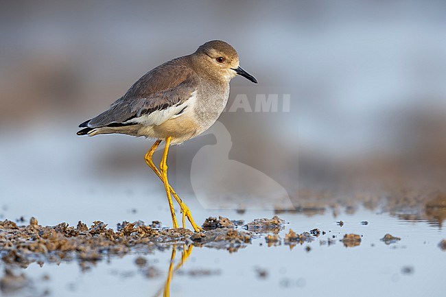 White-tailed Lapwing (Vanellus leucurus) walking in Jahra Pools, Kuwait. stock-image by Agami/Vincent Legrand,