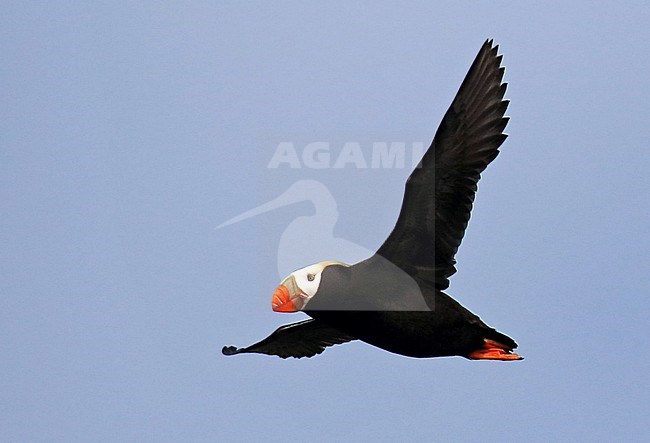 Adult Tufted Puffin (Fratercula cirrhata) at sea off Alaska, United States. stock-image by Agami/Dani Lopez-Velasco,