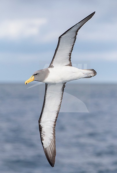 Adult Chatham Albatross (Thalassarche eremita) in flight near the only colony on The Pyramid off the Chatham Islands, New Zealand. Seen from the side, showing under wings. stock-image by Agami/Marc Guyt,