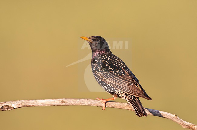 Spreeuw zittend op een tak; Common Starling sitting on a branch stock-image by Agami/Marc Guyt,