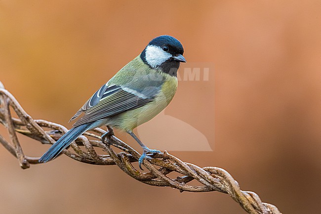 Great Tit (Parus major) in Italy. stock-image by Agami/Daniele Occhiato,