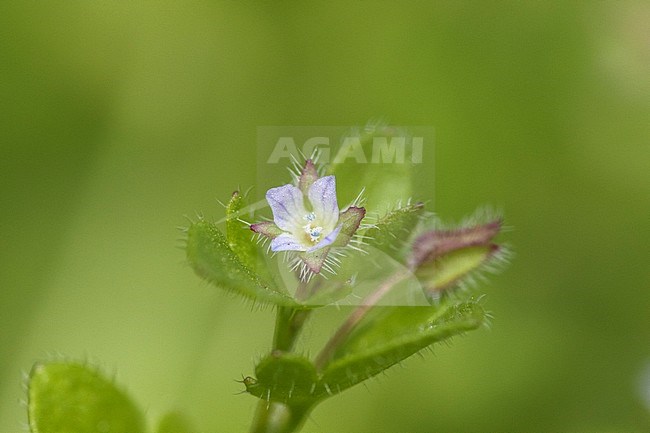 Ivy-leaved Speedwell flowers stock-image by Agami/Wil Leurs,