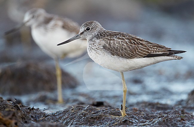 Juveniele Groenpootruiter; Juvenile Greenshank stock-image by Agami/Markus Varesvuo,
