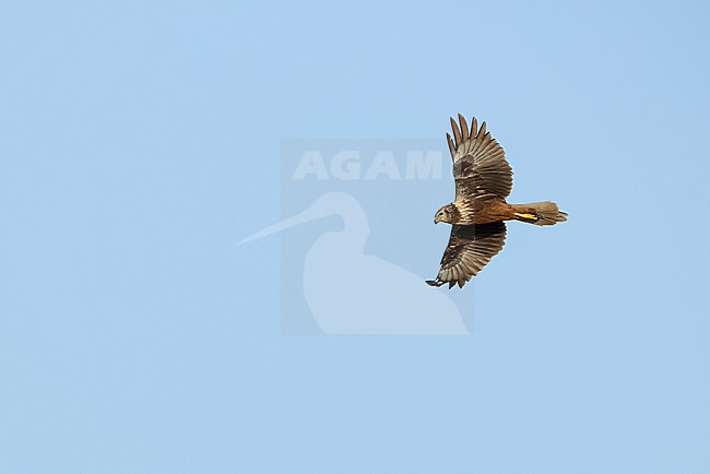 second calendar year female eastern marsh harrier (circus spilonotus) in flight, found at Buir Nuur (Buir Lake) in Dornod Aimag in Mongolia stock-image by Agami/Mathias Putze,
