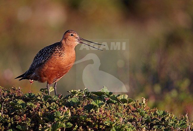 Rosse Grutto, Bar-tailed Godwit stock-image by Agami/Markus Varesvuo,