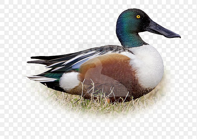 Slobeend, Northern Shoveler stock-image by Agami/Daniele Occhiato,