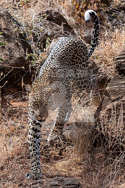 A leopard, Panthera pardus, walking in Samburu National Reserve, Kenya. Kenya. stock-image by Agami/Sergio Pitamitz,