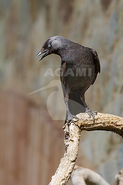 Taccola (Coloeus monedula), adult perched on a branch, Basilicata, Italy stock-image by Agami/Saverio Gatto,