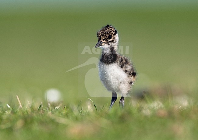 Kuiken van Kievit; Northern Lapwing chick stock-image by Agami/Marc Guyt,