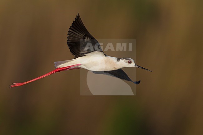 Steltkluut in vlucht, Black-winged Stilt in flight stock-image by Agami/Daniele Occhiato,