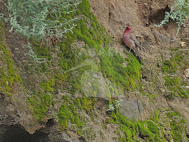 Male Streaked rosefinch (Carpodacus rubicilloides) on Tibetan plateau, Qinghai, China. stock-image by Agami/James Eaton,