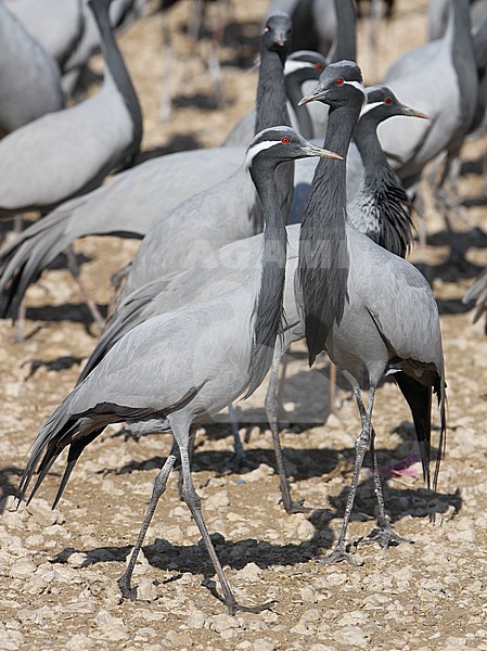 Jufferkraan; Demoiselle Crane (Anthropoides virgo) stock-image by Agami/James Eaton,