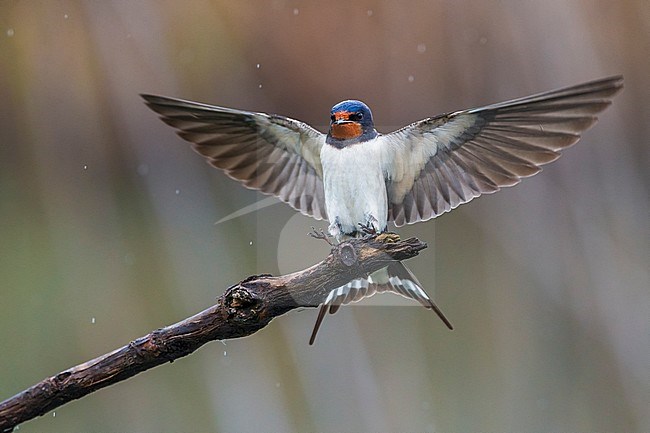 Boerenzwaluw in vlucht, Barn Swallow in flight stock-image by Agami/Daniele Occhiato,