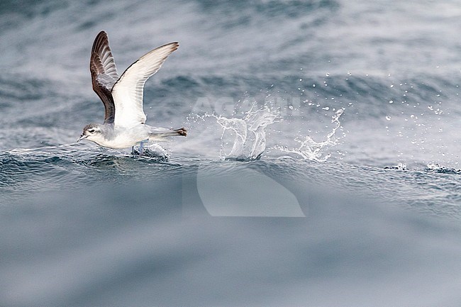 Fairy Prion (Pachyptila turtur) flying over the ocean off the coast of Kaikoura in New Zealand. Foraging in flight over slick made by chum during a chumming session. stock-image by Agami/Marc Guyt,