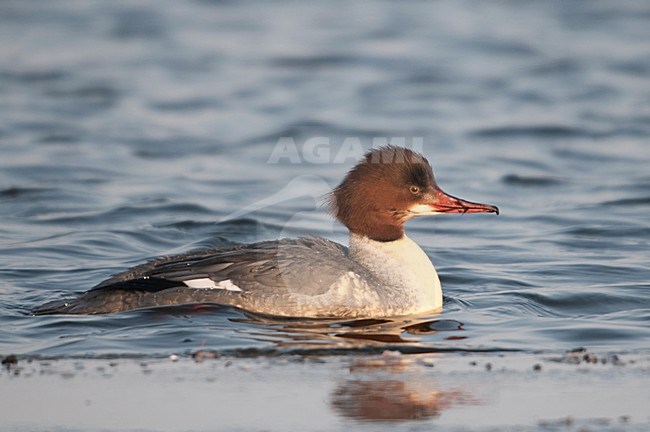 Vrouwtje grote zaagbek zwemmend; Female Goosander swimming stock-image by Agami/Han Bouwmeester,