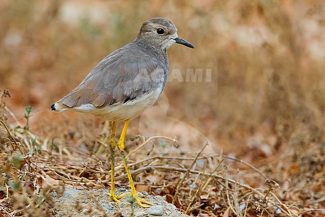 Worn White-tailed Lapwing (Vanellus leucurus) during late autumn in Oman. Standing on arid ground. stock-image by Agami/Daniele Occhiato,
