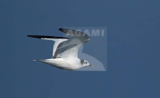 Subadult Sabine's Gull (Xema sabini) in flight over the Atlantic Ocean off northern Spain. stock-image by Agami/Dani Lopez-Velasco,