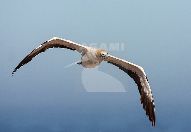 Adult Cape Gannet (Morus capensis) at Lamberts Bay, South Africa. In flight, flying towards the coast. stock-image by Agami/Marc Guyt,
