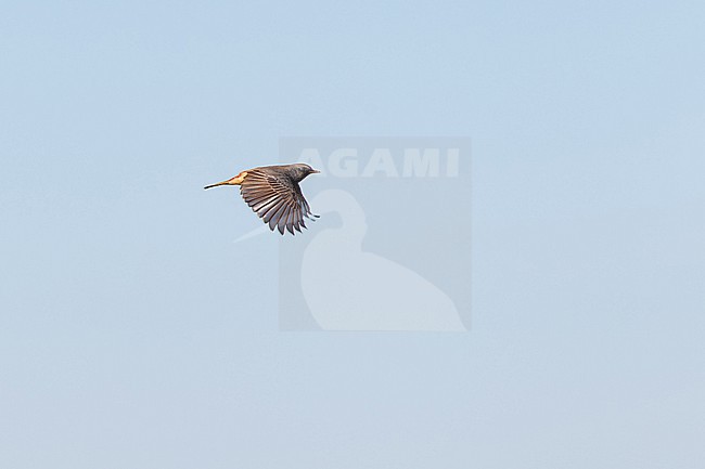 male black redstart (phoenicurus ochruros) in flight, found on autumn migration offshore at the North Sea in German Bight stock-image by Agami/Mathias Putze,