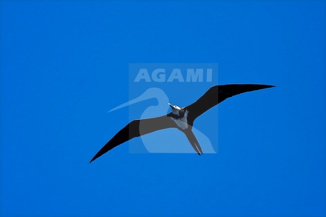 Ascension Frigatebird, Ascensionfregatvogel, Fregata aquila stock-image by Agami/Marc Guyt,