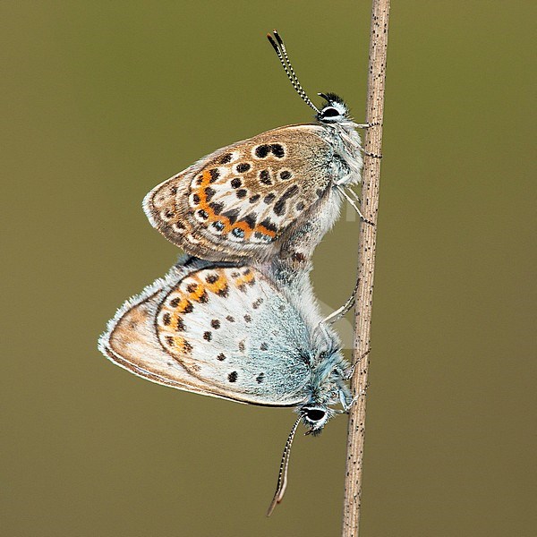Heideblauwtje / Silver-studded Blue (Plebejus argus) stock-image by Agami/Wil Leurs,