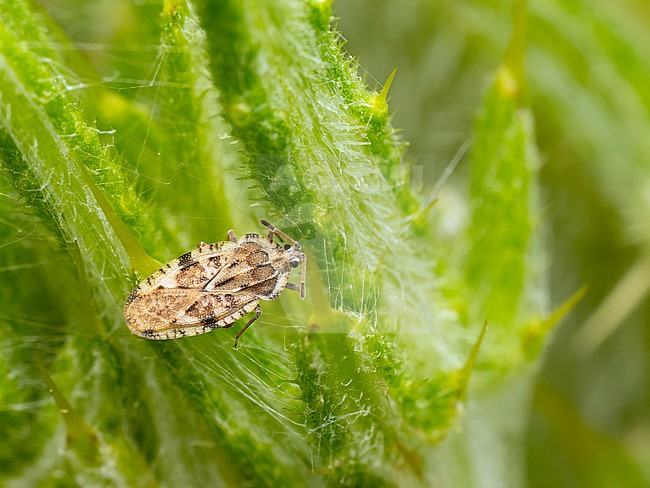 The tiny Tingis cardui stock-image by Agami/Arnold Meijer,