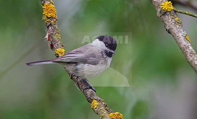 Willow Tit (Poecile montanus) in Poland stock-image by Agami/Bill Baston,