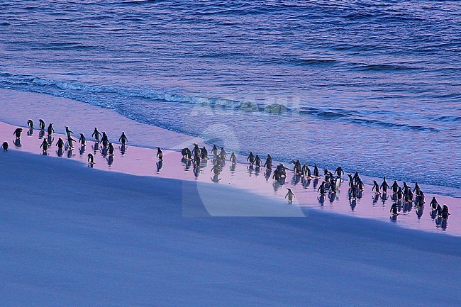 Western rockhopper penguins, Eudyptes chrysocome, at the beach at sunset. stock-image by Agami/Glenn Bartley,