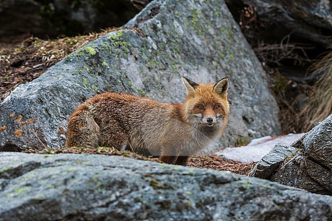 A red fox, Vulpes vulpes, standing on a rock. Aosta, Val Savarenche, Gran Paradiso National Park, Italy. stock-image by Agami/Sergio Pitamitz,