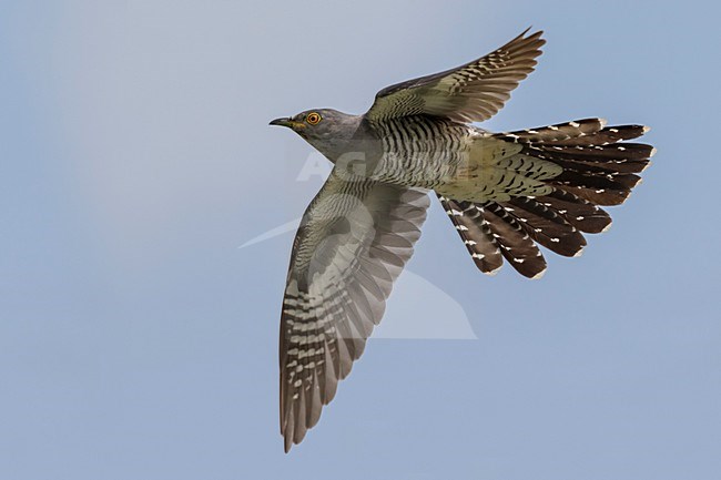 Koekoek vliegend; Common Cuckoo flying stock-image by Agami/Daniele Occhiato,