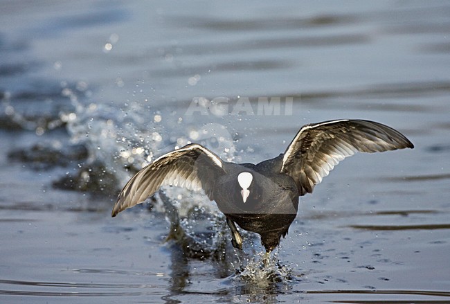 Meerkoet rennend over het water; Eurasian Coot running over water stock-image by Agami/Marc Guyt,